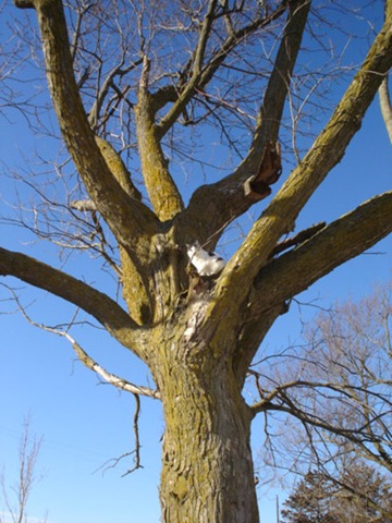 [FarmFreddieInTreeFeb05[3].jpg]