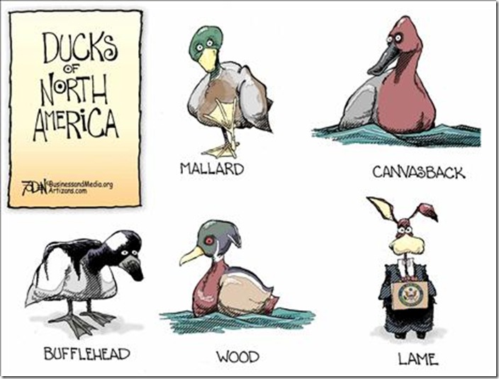 ducks
