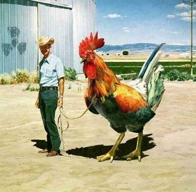 [chicken[3].jpg]