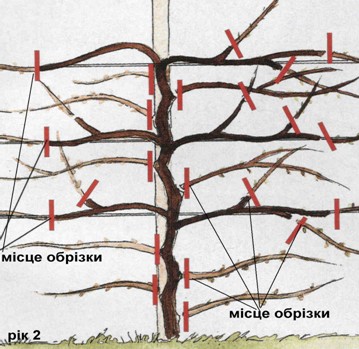 Схема обрізки гліцинії, рік 2