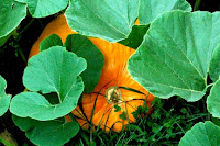 Big pumpkin--nearing 30 inches in diameter