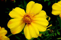 Calendula with inch worm