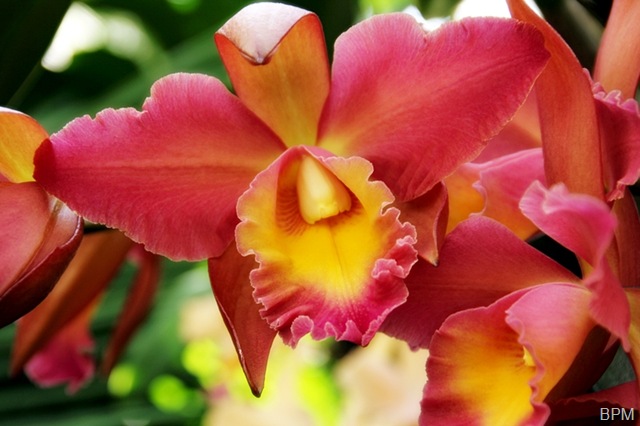[orchid1A[8].jpg]