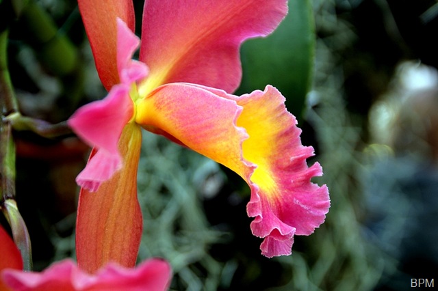 [orchid28B9.jpg]