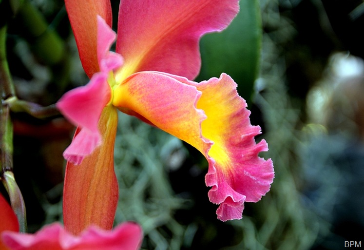 orchid28B