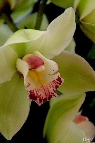 [orchid26A6.jpg]