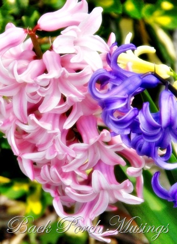 [hyacinth212.jpg]