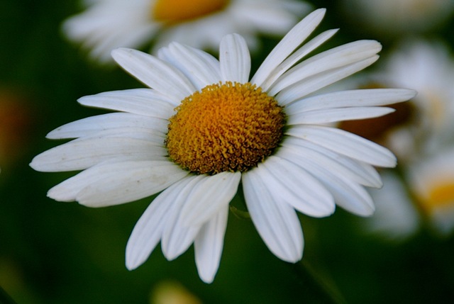 [daisy1A[4].jpg]