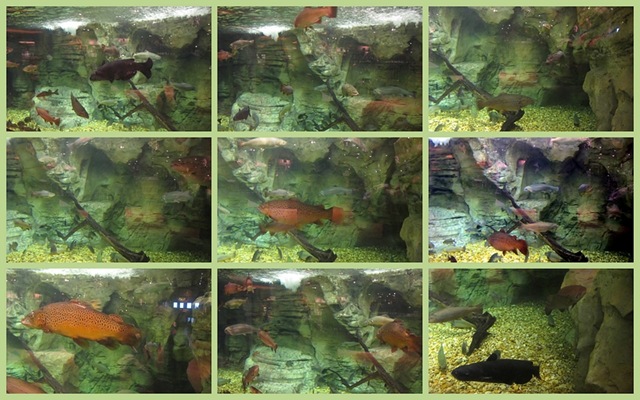 [basspro8A4.jpg]