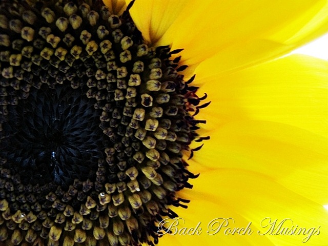 [sunflowerd10.jpg]