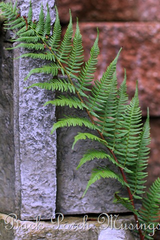 [fern912.jpg]