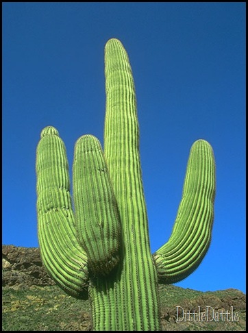 cactus_big