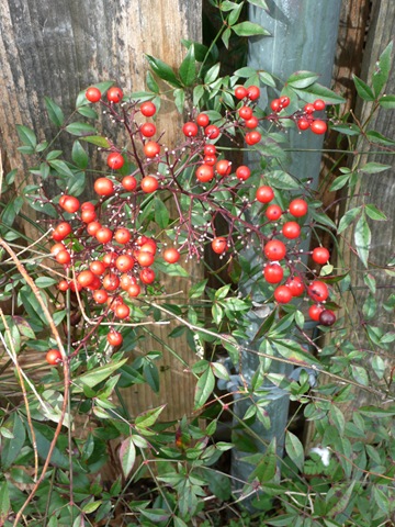 [NandinaBerries[4].jpg]