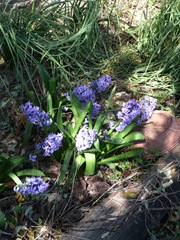 Hyacinths_March