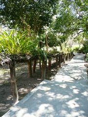 Orchids_along_walkway