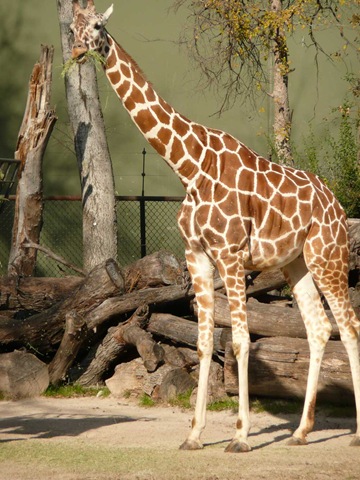 [Giraffe_zoo[11].jpg]