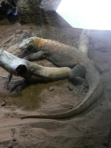 [Komodo-dragon[4].jpg]