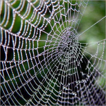 spiders-web