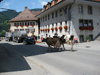 Cow traffic
