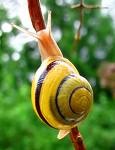 [snail.jpg]