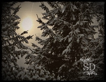 [Snow Trees[2].jpg]