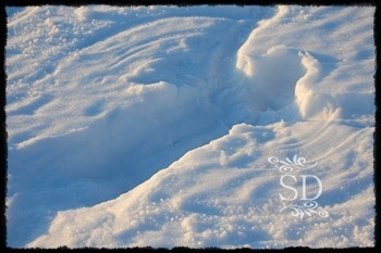 SnowAngel2011