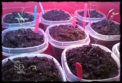 [Seedlings 3-8[3].jpg]