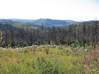 burned forest.
