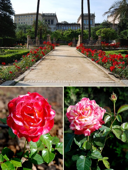 rose5 rose5
