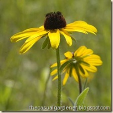 Black Eyed Susan Native