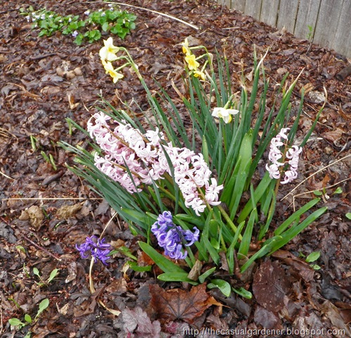 [Spring Hyacinths[14].jpg]