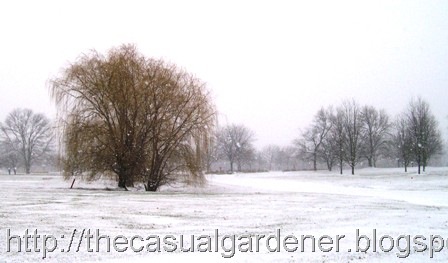 [Winter Scene[9].jpg]