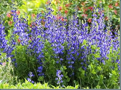 Baptisia%20Australis_thumb%5B1%5D.jpg