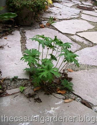 [Geranium in Flagstone[11].jpg]