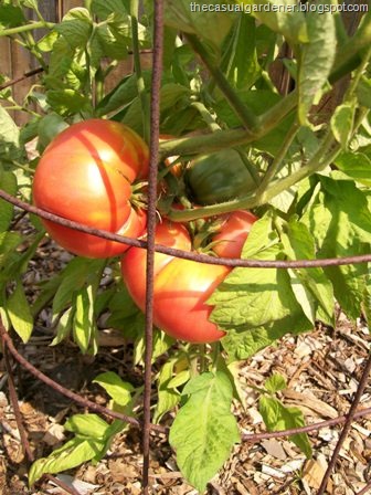 [Tomatoes 2008[11].jpg]