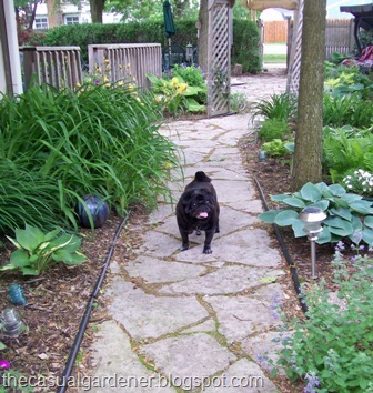 [Harry on the Path[9].jpg]