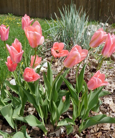 [Pink Tulips[6].jpg]