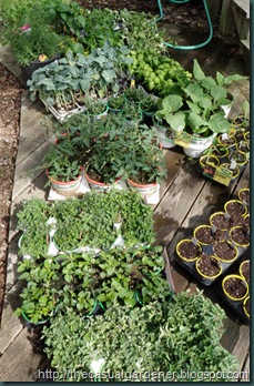 Plants nursery