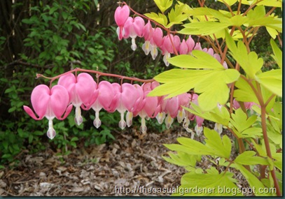 Shawna's Dicentra 'Gold Heart'        