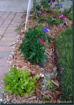 Eileen Landau's Border Lettuce