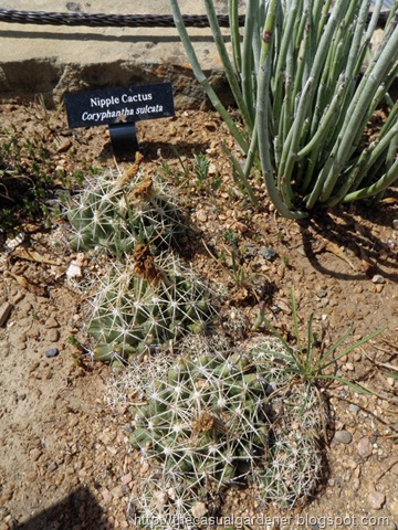 [Nipple Cactus in Austin[7].jpg]