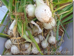 Freshly dug onions - yum!        