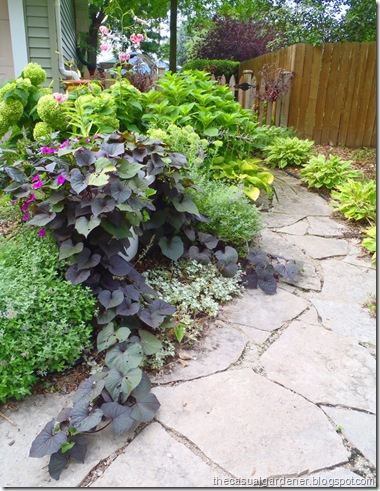 Blackie Potato Vine