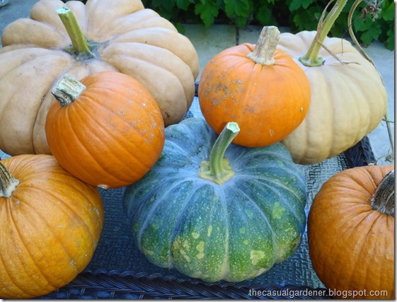 Cheese pumpkins and pie baking pumpkins on the front porch.         