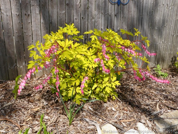 [Bleeding Heart Plant[9].jpg]