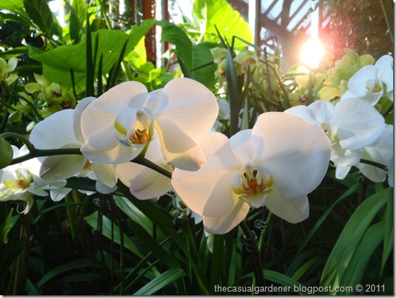 White orchids