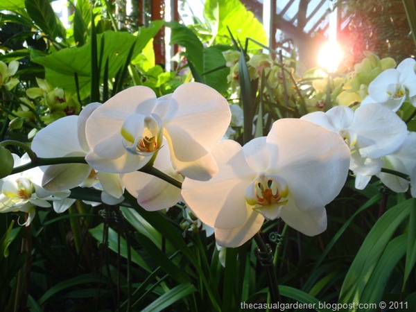 [Greenhouse White Flower[10].jpg]