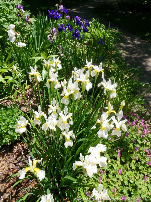 [Sibirian Iris[7].jpg]