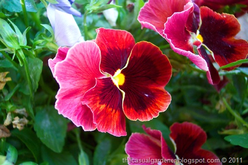 [Red Pansy[9].jpg]