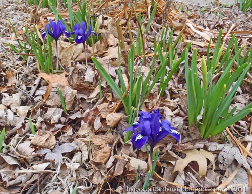 [Iris reticulata first in spring[9].jpg]
